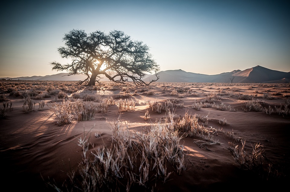 Bild von Namibia Landschaft Vergetation